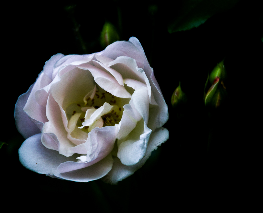 12 / 375
